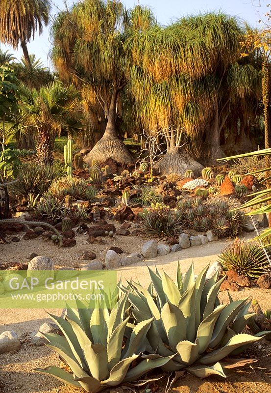 South Western Desert Garden with cacti and succulents, including Agave, Trachycarpus fortunei and Beaucarnea recurvata - Ponytail palms at Huntington Botanic Garden, California, USA