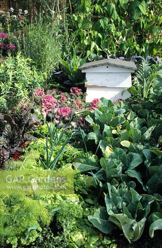 Allotment vegetable garden with bee hive