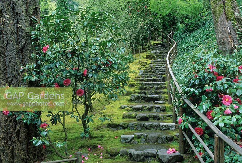 Japanese garden with stone steps, moss and 
Camellia - Japanese Garden, Portland, Oregon, USA
