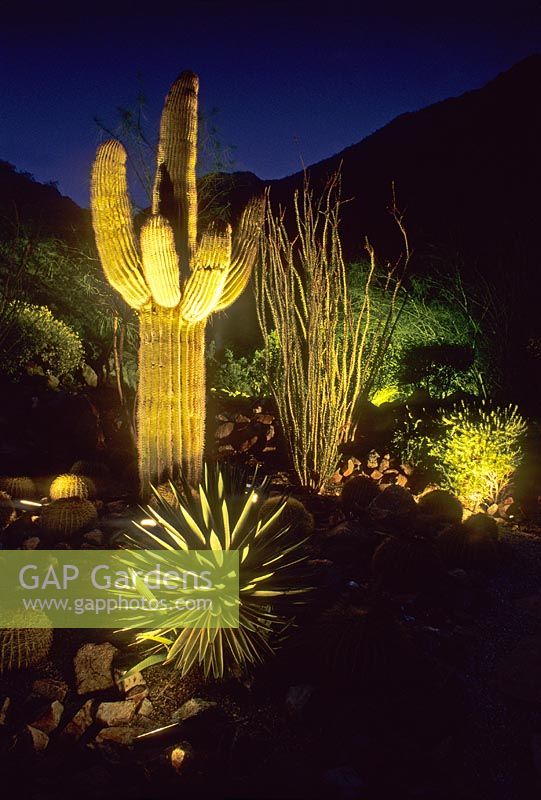 Desert garden featuring cacti and Yucca lit up at night - The Lerner Garden, Palm Springs, California, USA