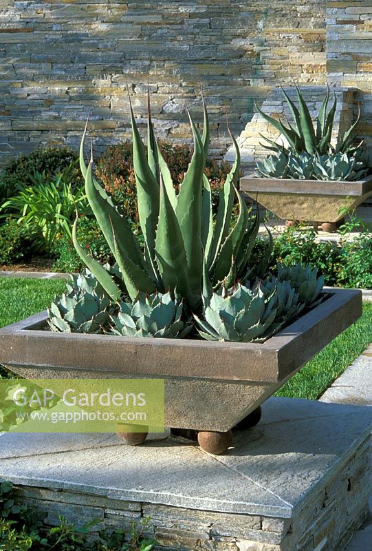 Low contemporary square bowl with architectural drought tolerant planting of Agave and Eceveria - Las Vegas, USA