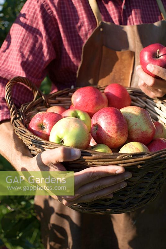 Man holding basket with Malus 'cox pomone' -organic apples 