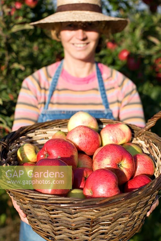 Woman holding basket with freshly picked Malus 'Cox Pomone' - apples from organic farmed apples