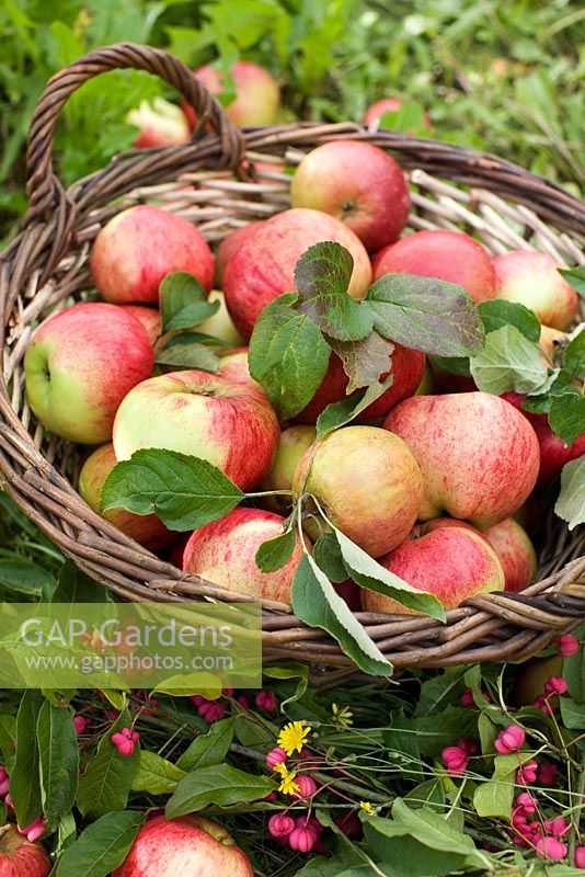 Freshly picked organic Malus 'Cox Pomone' - apples in basket 