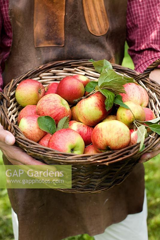 Man holding basket with freshly picked Malus 'Cox Pomone' - apples picked from an organic run apple farm