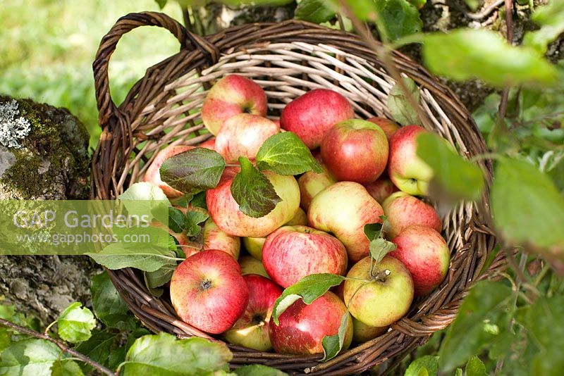 Organic Malus 'Cox Pomone' - apples in basket in apple tree