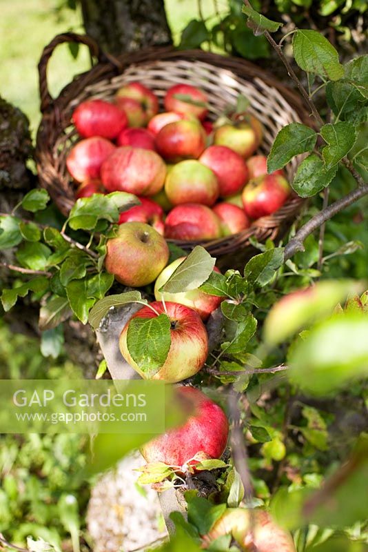 Freshly picked organic Malus 'Cox Pomone' - apples in basket in apple tree