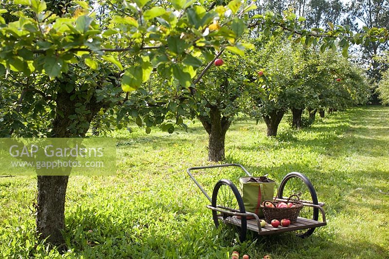 Organic Malus 'Cox Pomone' apples in basket on cart in apple orchard