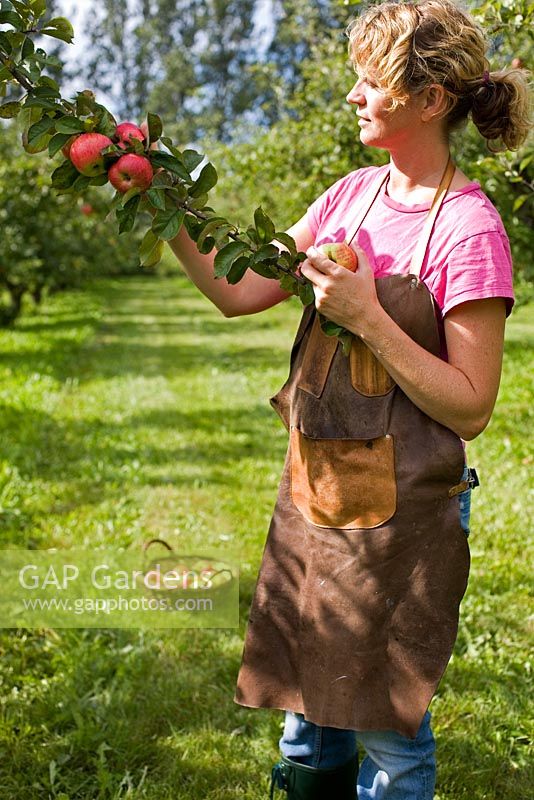 Woman picking Malus 'Cox Pomone' apples in organic run orchard