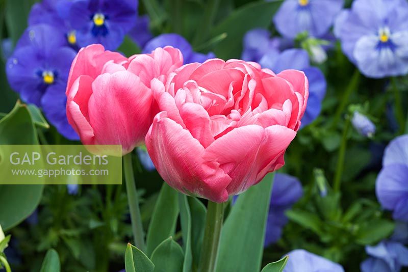 Tulipa - Bloms 'May Wonder'