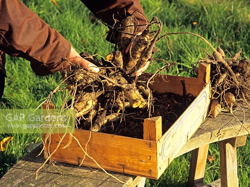 Putting Dahlia tubers into wooden box to overwinter 