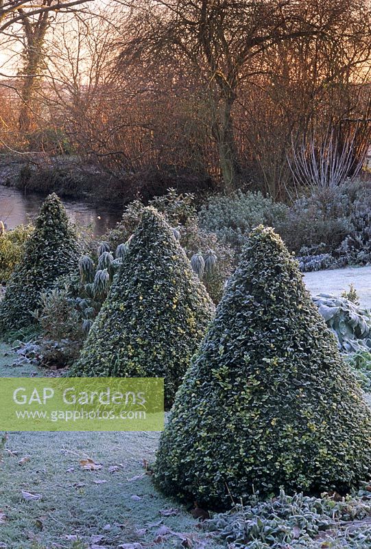 Row of frosty Buxus sempervirens pyramids - Pound Farm House, Essex 