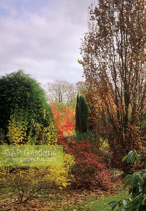 Fagus sylvatica 'Dawyck Purple', Cotinus coggygria 'Grace' and Forsythia in border together with red leaves of Acer beyond - 
Walton Poor, Dorking, Surrey