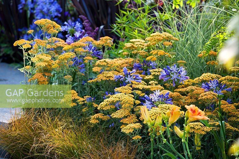 Summer border with Achillea 'Terracotta' and Agapanthus africanus at Hampton Court FS 2007. 'Growing Together'