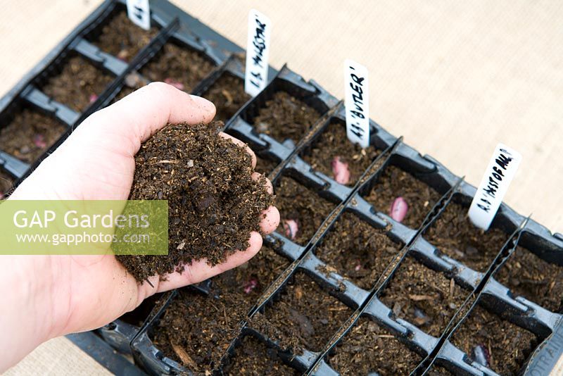 Planting seeds - beans in 'Rootrainers' capsules, covering seeds with compost, 5 steps 