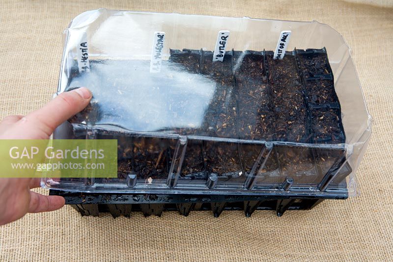Planting seeds in 'Rootrainers' capsules, covering seeds with plastic lid to contain moisture, 5 steps