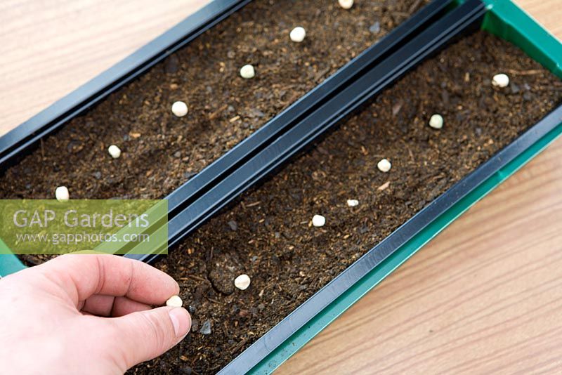 Planting seeds in 'Rootrainers' Row Planter, placing seeds in compost, 5 steps
