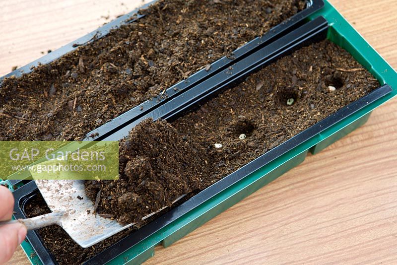 Planting seeds in 'Rootrainers' Row Planter, covering seeds with compost using trowl, 5 steps
