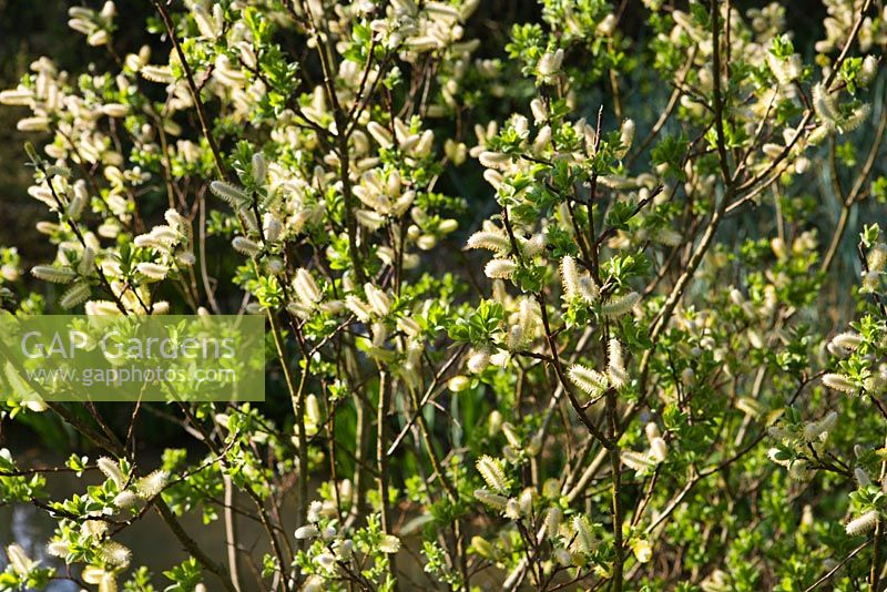 Salix hastata 'Wehrhahnii' with catkins - Willow