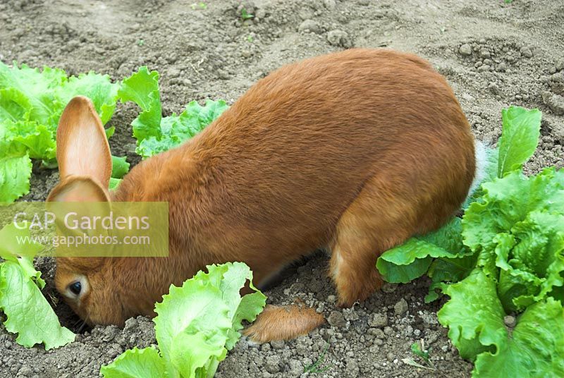 Brown rabbit burrowing a hole amongst  lettuce seedlings 