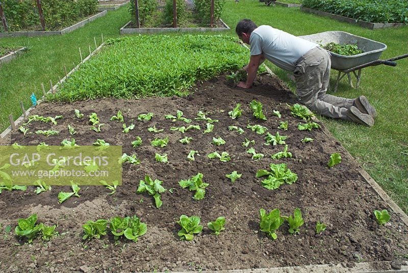 Man planting lettuce 'Webbs Wonderful' seedlings in raised vegetable garden in France