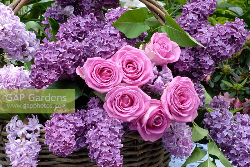 Basket of Syringa vulgaris, Hyacinthus, and Rosa 'Aqua' - Roses