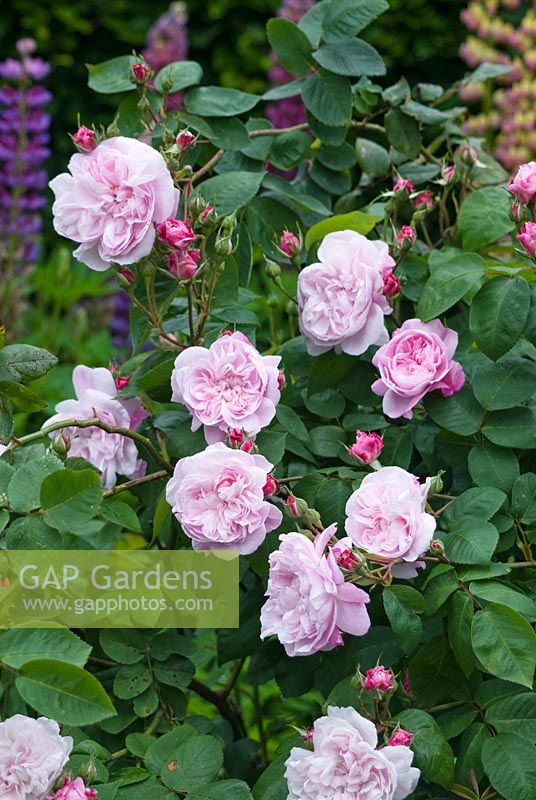 Rosa 'Fantin-Latour'flowering in May 
