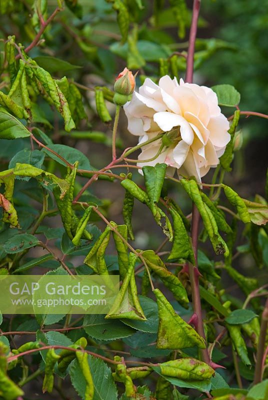 Rosa 'Buff Beauty' affected by leaf rolling sawfly in May.