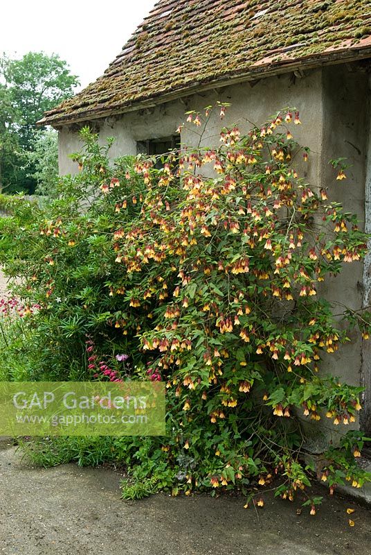 Abutilon Kentish Belle' trained on wall of out-building flowering in June