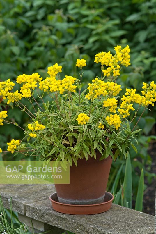 Calceolaria integrifolia 'Gaines Yellow' in terracotta pot, June.