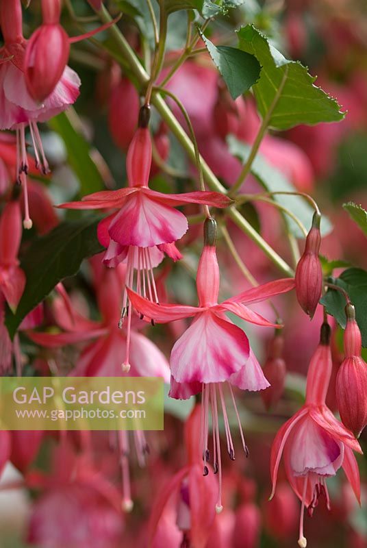 Fuchsia 'Shrimp Cocktail' in July