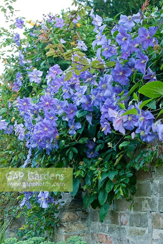 Clematis 'Perle d'Azur' growing over a wall in July.