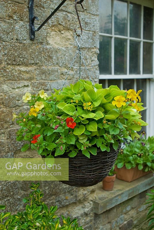 Hostas and Mimulus in hanging basket