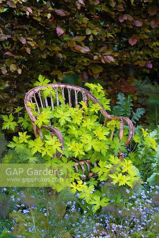Old wicker seat with Geranium psilostemon 'Ann Folkard', Foeniculum - Bronze Fennel and Myosotis - Forget-me-nots in May.