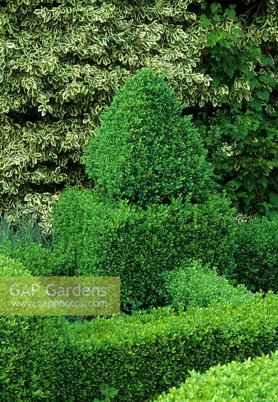 Buxus topiary at The Old Rectory in  Sudborough