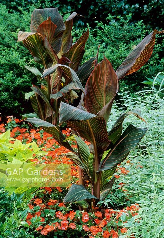 Canna 'Durban syn 'Phasion' and Impatiens

  