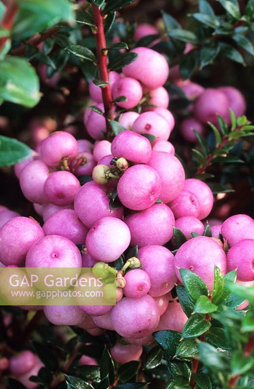 Gaultheria mucronata 'Mother of Pearl'