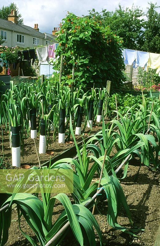 Rows of leeks in suburban vegetable garden