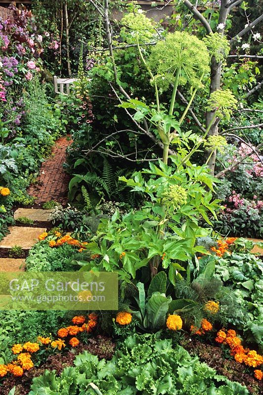 Angelica, lettuce and Calendula in kitchen vegetable garden