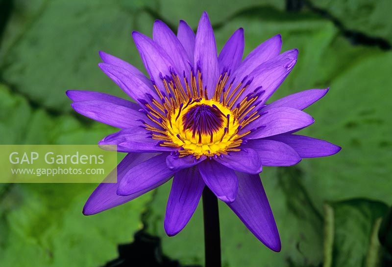 Nymphaea 'Director George T Moore'