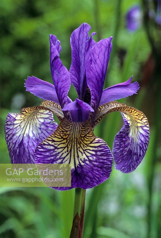 Iris sibirica 'Mrs Saunders'