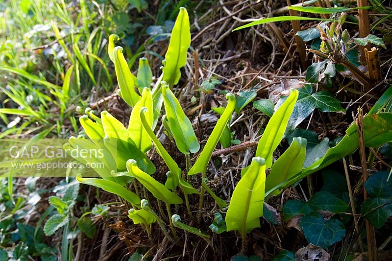 Aplenium scolopendrium - Young leaves of Harts Tongue Fern in hedgerow