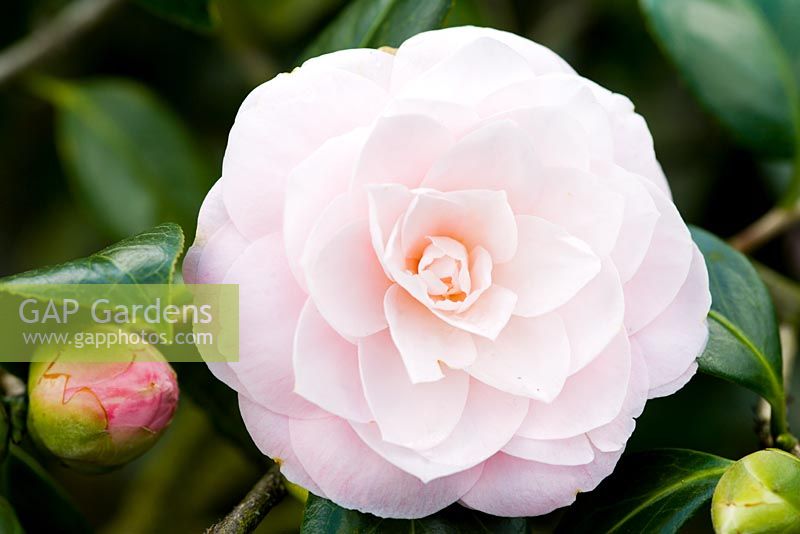 Camellia 'Cheryll Lynn'