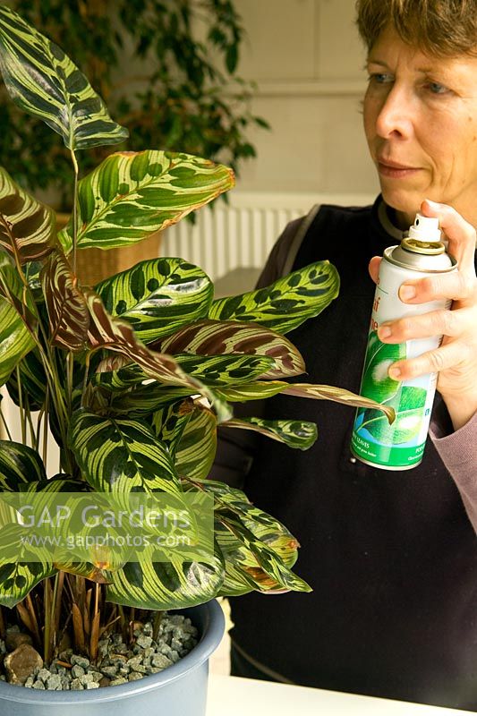 Woman cleaning houseplant leaves with aerosol spray - Calathea zebrina