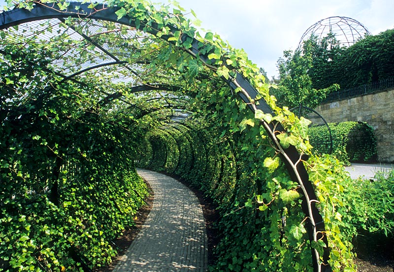 The Poison Garden at Alnwick Castle in Northumberland, Hedera - Ivy tunnel.