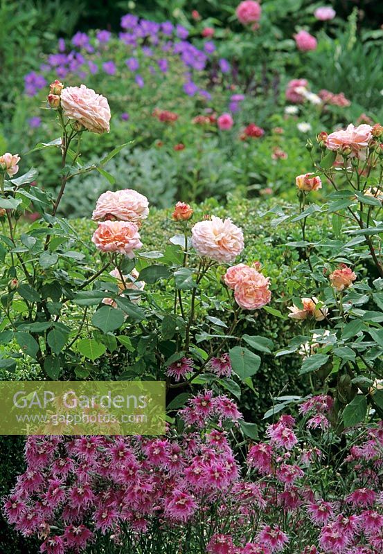 Dianthus 'Loveliness' and Rosa cultivar with low box Buxus hedge behind - 
Broughton Castle