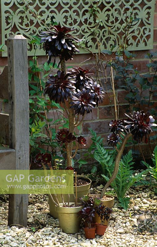 Gold painted pots planted with Aeonium 'Zwartkop' and Aeonium 'Atropurpureum with gold painted jali fretwork