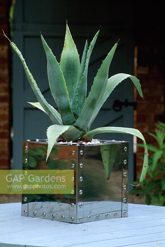 Agave americana in polished stainless steel container
