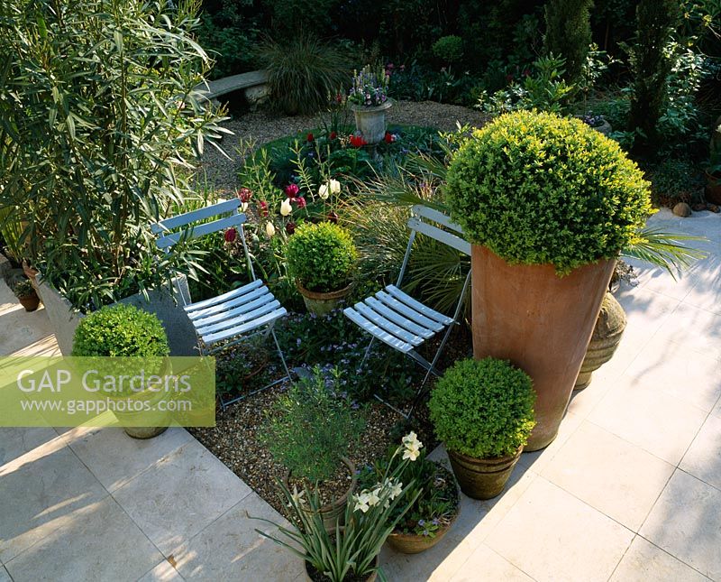 Small garden with blue cafe chairs, box balls in terracotta pots, hard italian limestone flooring, tulips and gravel