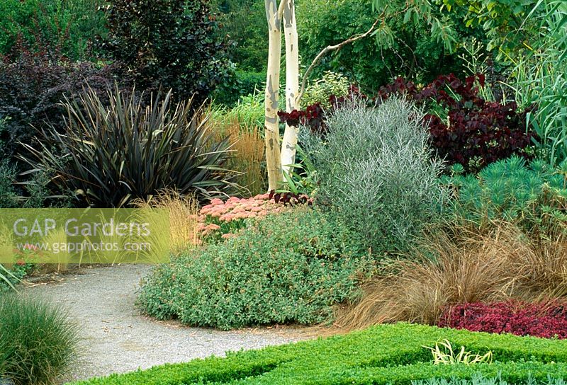 Border with Betula - Birch, Sedum 'Bertram Anderson', Phormium and Cercis canadensis 'Forest pansy'